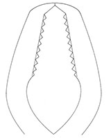 Lane Bone Forceps (47070)