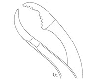 Verbrugge Bone Holding Forceps (47094)