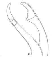 Verbrugge Bone Holding Forceps (47096)