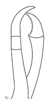 Verbrugge Bone Holding Forceps with Long Ratchet (47122)