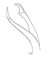 Verbrugge Bone Holding Forceps with Short Ratchet (47120)