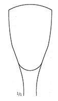 Swan Neck Gouge (49084)